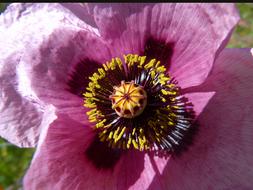 Papaver Somniferum Gravel Poppy