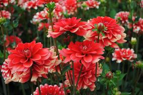 Flower Red
