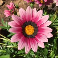 pink and black Gazania Flower in Summer