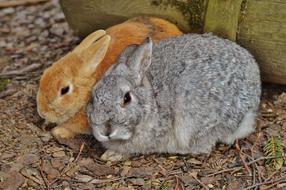 Rabbit Wildpark Poing Hare