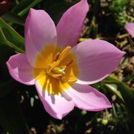 Pink Yellow Flower