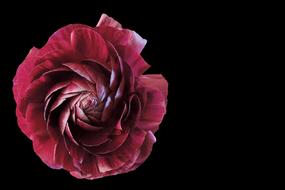 Flower Blossom Bloom