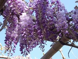 Wisteria Flower Spring