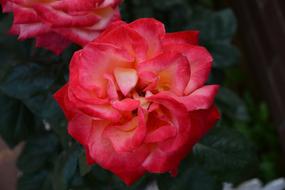 beautiful flowers in the garden in raindrops