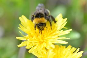 Hummel Pollen Pollination