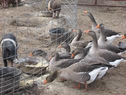 geese and pigs in a cage on a farm