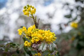 Barberry Flower Bud