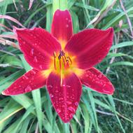 Flower Morning Dew