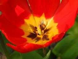 Close Up Early Bloomer