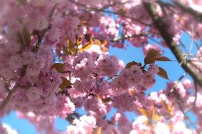 Japanese Flowering Cherry Prunus