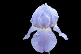 Iris Blossom Bloom