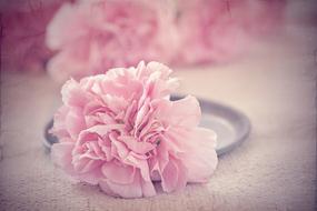 Flower Carnation Pink