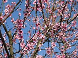 Spring Flower Tree