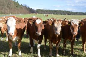 walking cows in a meadow