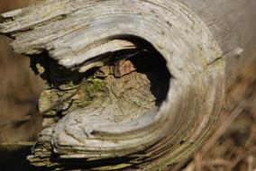 Wood Tree