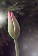 Flower Tulip Pink