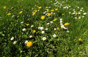 Flower Garden Grass