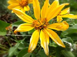 yellow Flower Outdoors in Spring