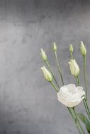 Lisianthus Flower Blossom