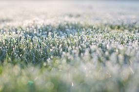 Frost On Grass Early Morning