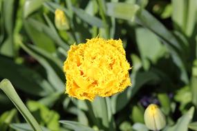 Tulip Floralia Flower