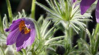 Flower Anemone FrÃ¼hjahrsblÃ¼tler