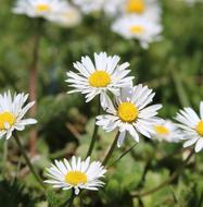 Daisies Flower