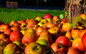 Apple Tree