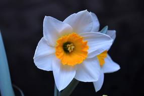 Daffodil Color Spring Flowers