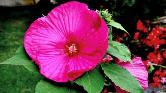 Hibiscus Flower Garden