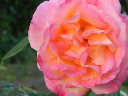 Rose Flower Bloom