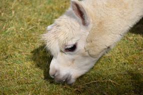 wonderful Alpaca Head Animal