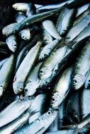 Herring Fish Port