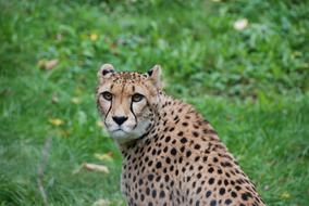 Cheetah Head Attention