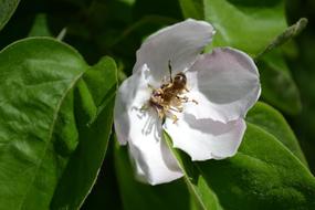 Bee Flower Quince