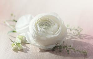 decoration, white ranunculus bud