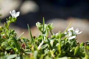 Grass Flower Green