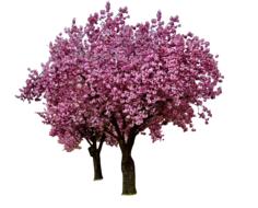 Cherry Blossoms Spring Bloom