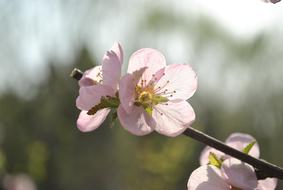 Apricot Spring