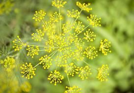 Dill Blossom Flower
