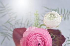 Flower Ranunculus Flowers