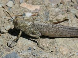 Grasshopper Lobster Orthopteron