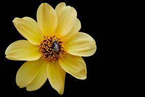 Dahlia Yellow Garden