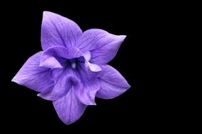 Balloon Flower Violet Blossom