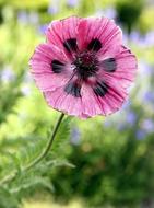 Poppy Flower Garden