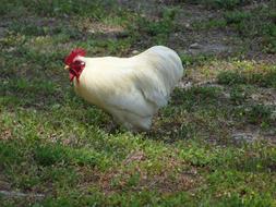 fluffy chicken in a green meadow
