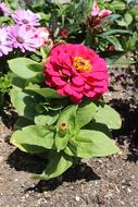 Flower Pretty Green