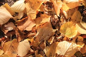 Autumn Yellow Leaves in forest