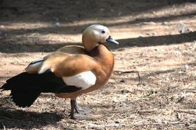 Duck Water Bird Feathered