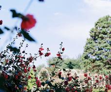 Garden Flowers field